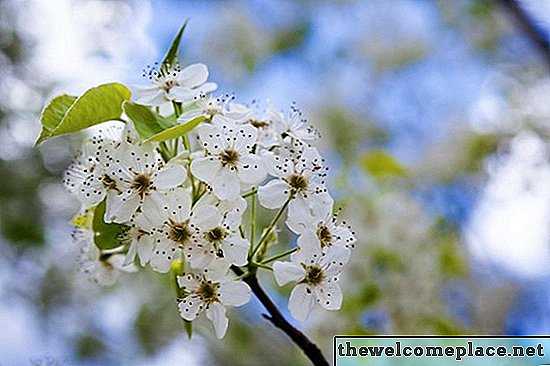 Når skal Dogwood Trær beskjæres?