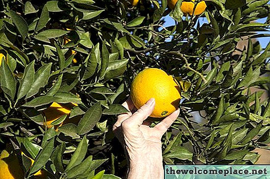 Wann sollte ich Orangen vom Baum pflücken?