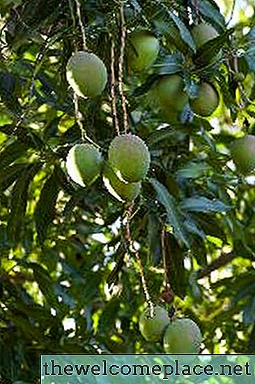 Cuándo fertilizar los árboles de mango