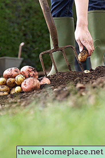 Kdy zasadit brambory v Oklahomě