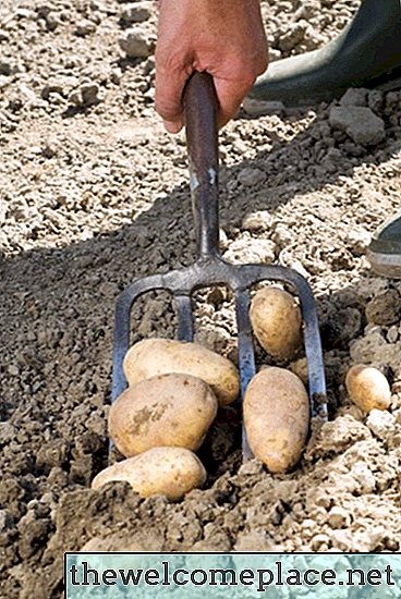 Quando plantar batatas de semente em Ohio?