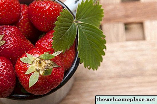 Wann man Erdbeeren in North Carolina pflanzt