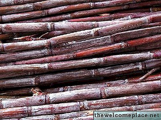 Când să plantezi Sugarcane?