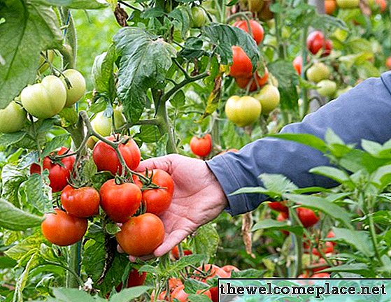 Kiedy sadzić pomidory w Missouri