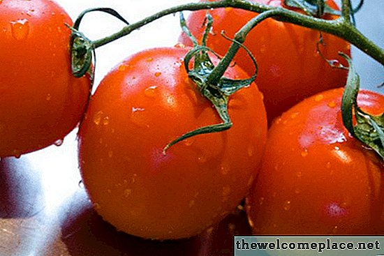 Wann pflanze ich Tomaten in Pennsylvania?