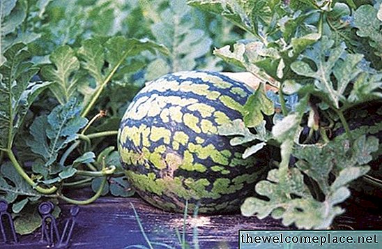 Wann man Wassermelone in Tennessee pflanzt
