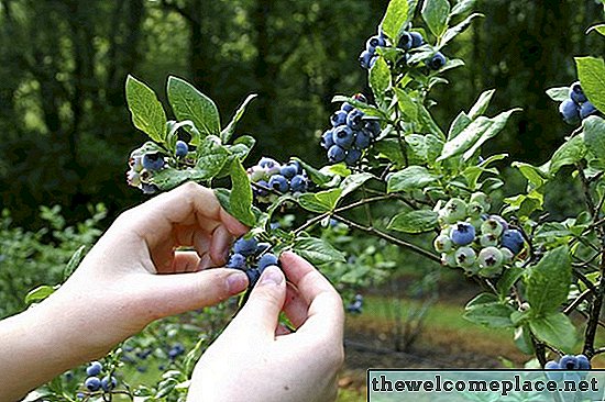 Onde crescem os Huckleberries selvagens?
