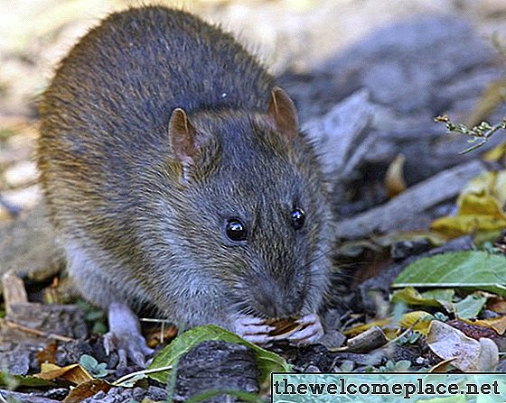 Quels animaux vont manger des plants de tomates?