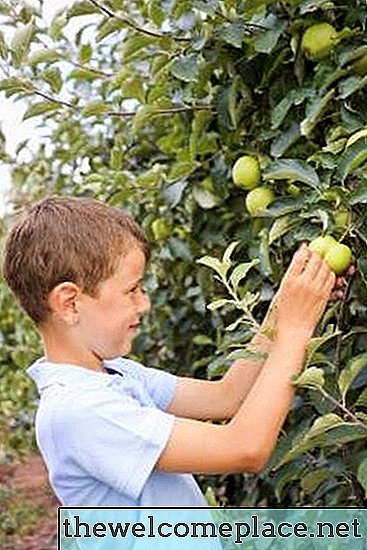 Que árvores frutíferas crescem bem em Ohio?