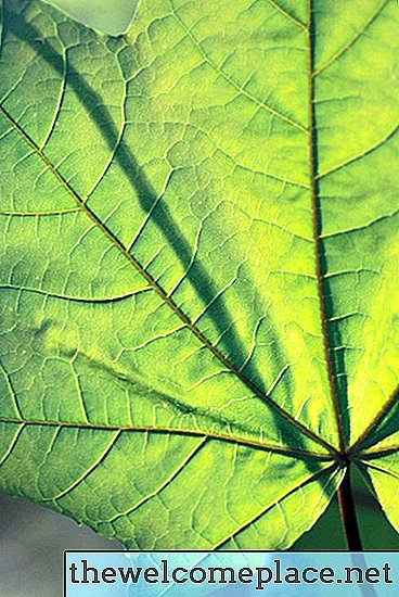 Welke organen of delen van de plant zijn betrokken bij transpiratie?