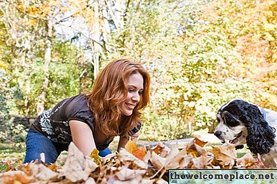 Які листя дерева отруйні для собак?
