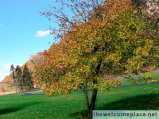 Quels arbres ne grandissent que de 8 à 10 pieds de hauteur?