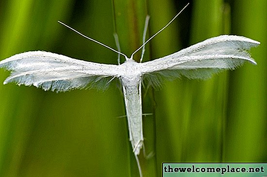 White Moths in My Grass