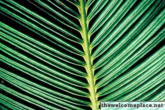 Manchas blancas en hojas de palma
