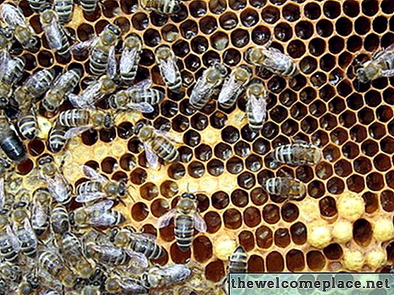 Защо пчелите са привлечени от верандите?