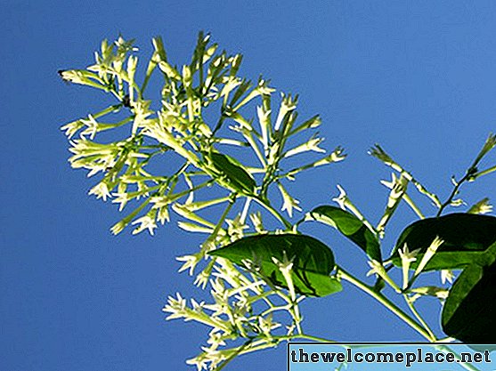 Pourquoi les feuilles de mon jasmin confédéré virent-elles au rouge?