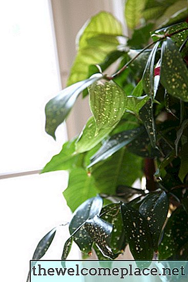 Pourquoi les feuilles de mes pothos virent-elles au jaune?