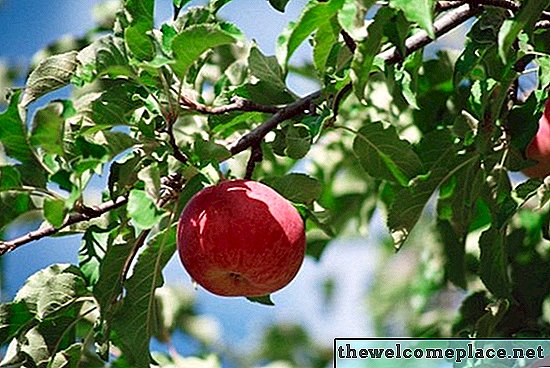 De ce cad merele mele din copac atât de devreme?