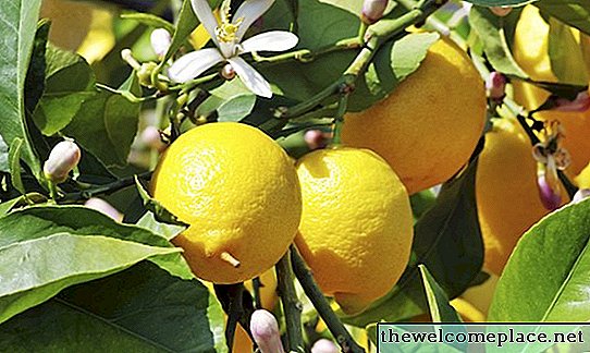 Pourquoi les feuilles de mon citronnier sont-elles collantes?