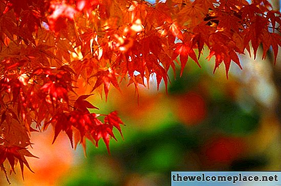 여름에 식물 잎이 붉게 변하는 이유는 무엇입니까?