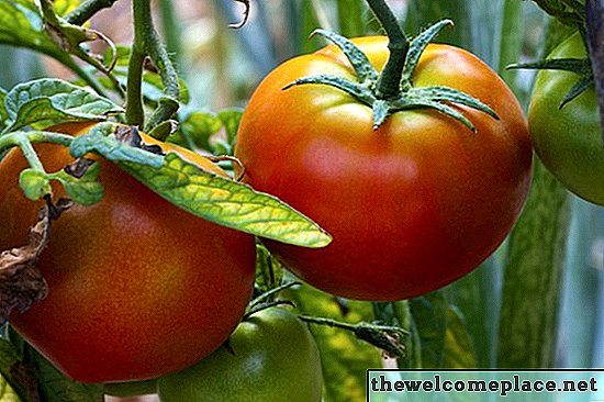 لماذا تتحول أوراق نباتات الطماطم إلى اللون الأصفر؟