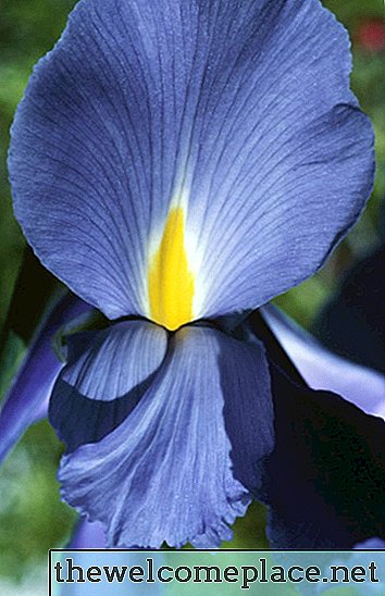 Pourquoi mon iris n'a-t-il pas fleuri cette année?