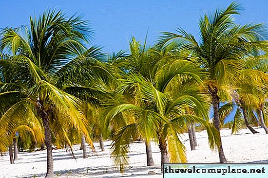 Hvorfor blir palmefronds gul?