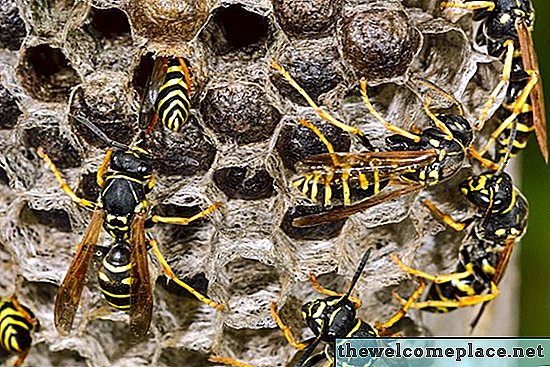 Warum ruhen Wespen, nachdem das Nest zerstört wurde?