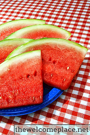 Warum verrotten Wassermelonen auf den Reben, während sie wachsen?