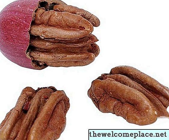 Proč můj strom pekanové ořechy produkuje shnilé pekanové ořechy?