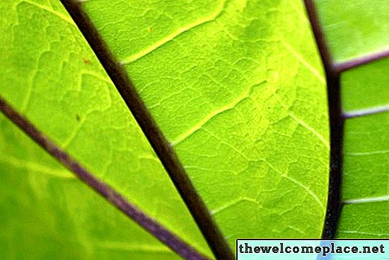 Mengapa Tidak Semua Sel Tumbuhan Mengandung Kloroplas?