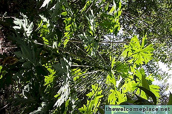 Perché il mio albero di avocado perde foglie?