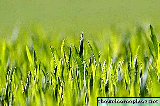 Por que meu gramado está verde claro?