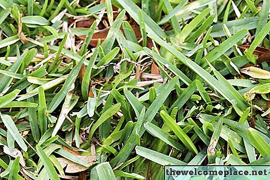 Warum ist mein St. Augustine Grass gelb?