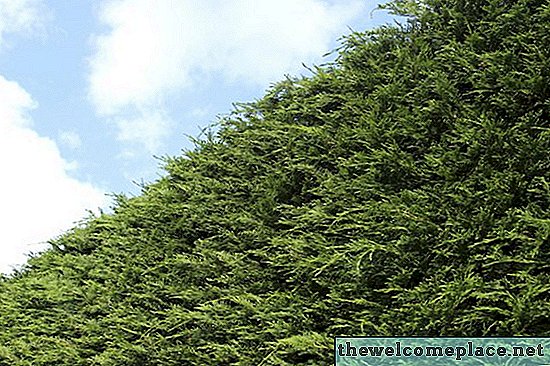 Proč strom Leyland Cypress zčervenává