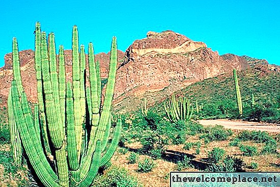 Miért csökkent a kaktusz mérete?