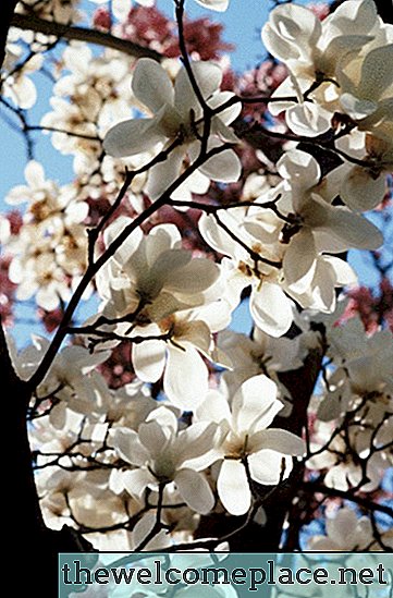 Warum keine Blüten auf meinem blühenden Kirschbaum?