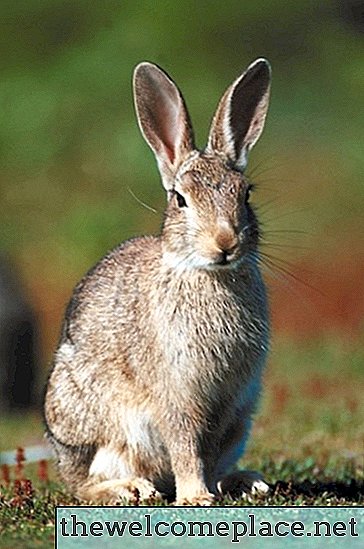 Por que coelhos selvagens matam grama ao ar livre