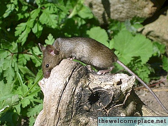 Dieta del ratón de campo salvaje