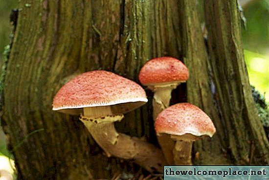 Odstraní Bleach houby kolem mého stromu?