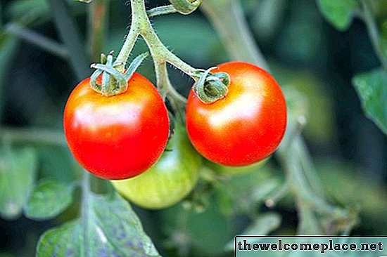 هل يأكل الغزلان نباتات الطماطم؟