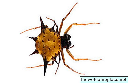 Vil lavendel bli kvitt edderkopper fra et hus?