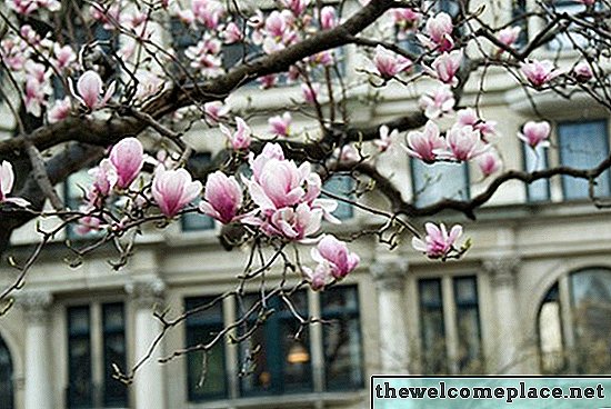 Vai magnoliju koku saknes sabojās mājas pamatus?