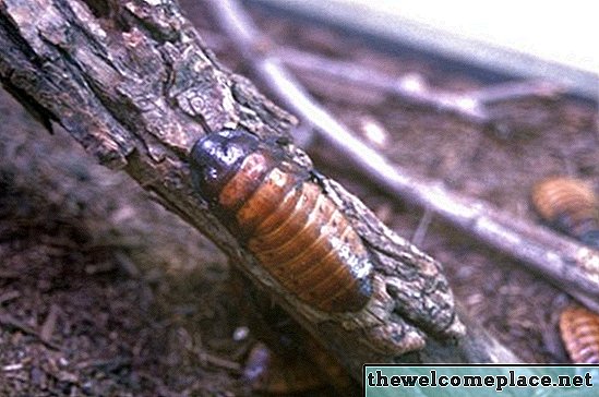 Tötet Malathion-Insektizid Kakerlaken?