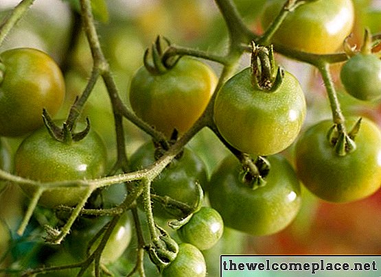Adakah Tomato Tumbuh di Serambi yang Dipilih?