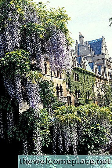 Wisteria viinapuude ja koerte mürgistus