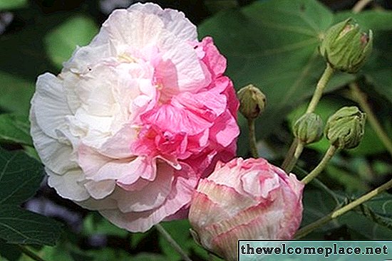 Hojas amarillentas en mi rosa de Sharon